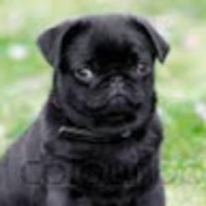 Meet your Posher, Maurillana